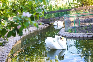 İki kuğunun gerçek aşkı ve ahengi