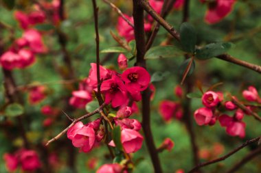 Baharın uyanışı. Kiraz çiçeği ya da Japon bıldırcını