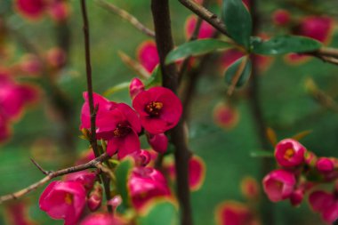 Baharın uyanışı. Kiraz çiçeği ya da Japon bıldırcını