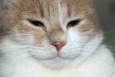 Alnının altından kızıl bir kedinin bakışları