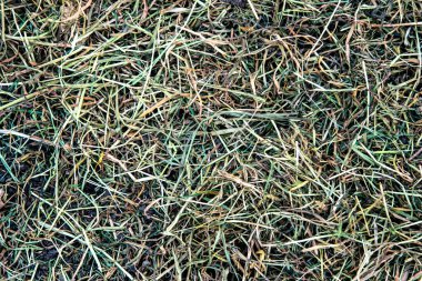 Doku. Arka plan. Yeşil çimenler kurur ve kuru kahverengi samanlara dönüşür.