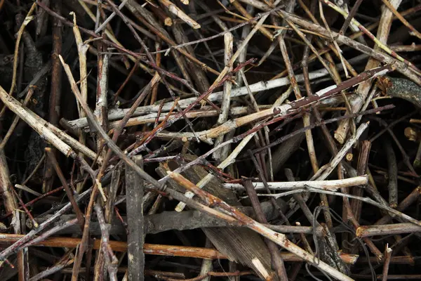 Doku, arkaplan, kuru dallar, yakacak odun ya da ateş için dal toplamak.