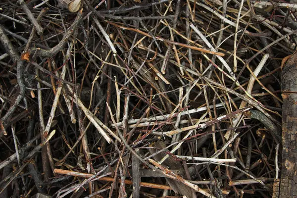 Doku, arkaplan, kuru dallar, yakacak odun ya da ateş için dal toplamak.