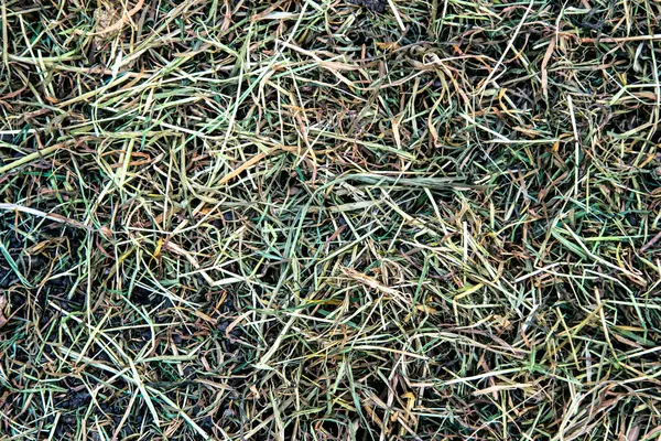 Doku. Arka plan. Yeşil çimenler kurur ve kuru kahverengi samanlara dönüşür.