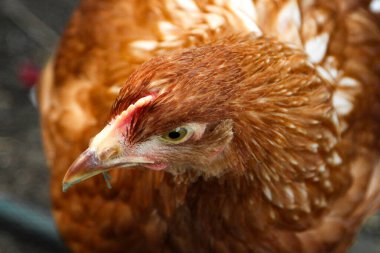 Red hen Loman Brown Pullet 'i kapatın. Taze ot ve solucan arayın. Dünyayı keşfedin ve fotoğrafçıya dikkatle bakın.