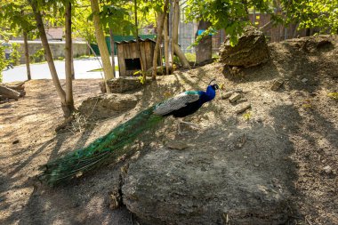 Bir tavus kuşu akrabalarını bulmak için hayvanat bahçesinin önündeki kayanın tepesine tırmanır.