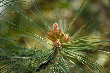 Arka planda genç çam dalı ve gün ışığında hayvanat bahçesinde koni
