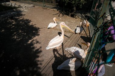 Pembe Avustralyalı pelikan hayvanat bahçesinde açık havada çitlerin arkasında yakın plan