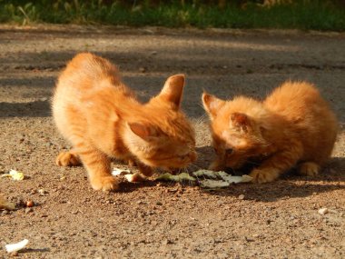 Kırmızı kediler yeşil çimlerin yanındaki sıcak kahverengi asfaltta lezzetli bir lokma kapmaya çalışırlar.