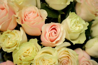 Bir buket lezzetli sarı ve yeşil yapraklı pembe gül.