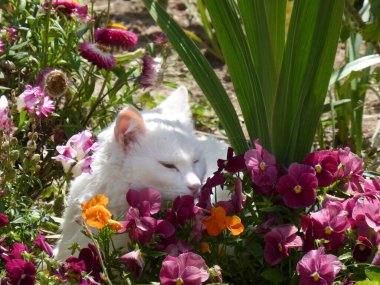 Çiçeklerin arasında güzel beyaz kedi