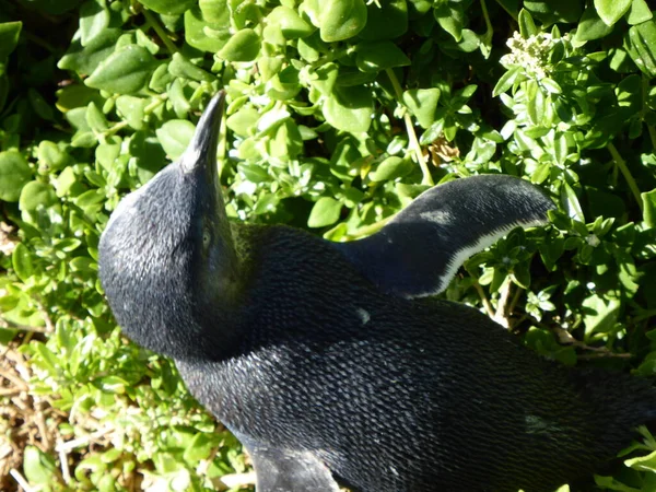 Detail Fotografie Roztomilé Malý Modrý Tučňák — Stock fotografie