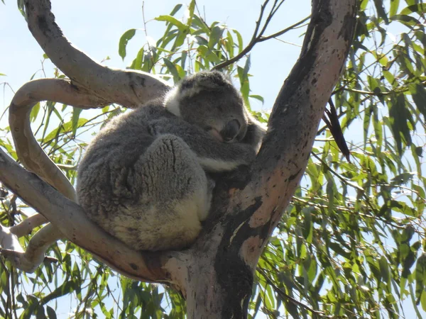 Närbild Bild Söt Koala Sitter Ett Träd — Stockfoto