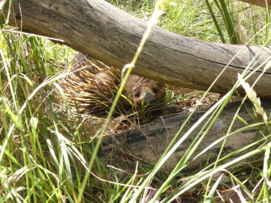 Çimlerin üzerinde bir ekidna yakın
