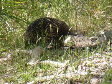 bir dikenli karıncayiyen yakın çekim