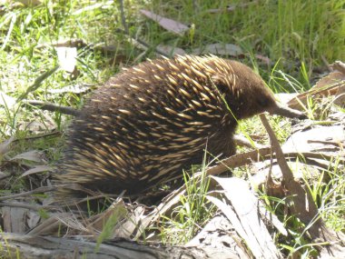 Şirin bir ekidna yakın çekim