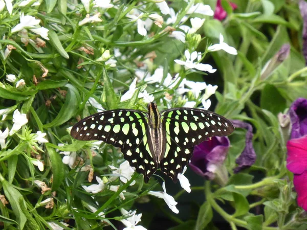 白い花に黒と緑の蝶のクローズアップ — ストック写真