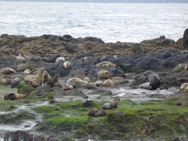 Seelöwen Und Robben Auf Felsen Ozean — Stockfoto