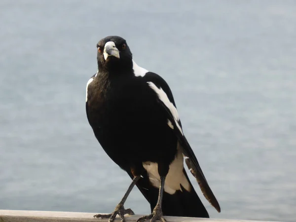 Een Ekster Vogel Het Strand — Stockfoto