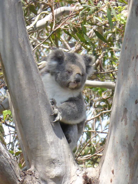 Närbild Bild Söt Koala Ett Träd Vaken — Stockfoto