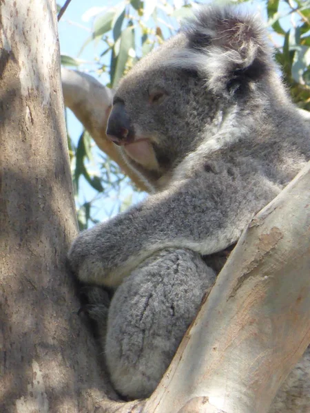 Nahaufnahme Eines Koalas Einem Schlafenden Baum — Stockfoto