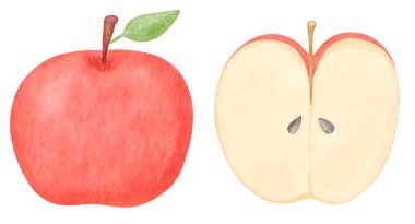 Beyaz arkaplanda kırmızı elma ve yarım elmanın suluboya çizimi