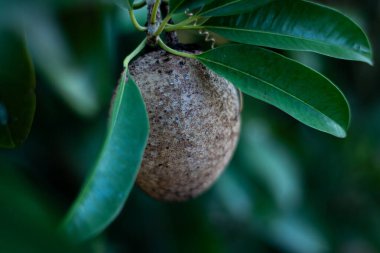 Daldan sarkan tek bir kahverengi sapodilla meyvesinin yakından görüntüsü. Meyve ve doğayı temsil eder..