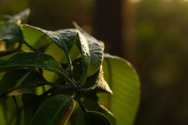 Temiz su damlacıklarıyla kaplı taze yeşil yaprakların yakın çekimi, yumuşak doğal ışıkla aydınlatılmış, saflığı ve büyümeyi sembolize eden güzel bir bokeh arkaplan oluşturur..
