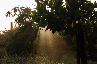 Çürüyen bir ahşap üzerinde büyüyen garip beyaz mantar ya da mantarın makro yakın plan çekimi karanlıkta spot ışığı etkisiyle aydınlanıyor. Gizemli, büyülü doğa fotoğrafçılığı..