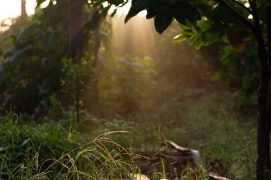 Altın güneş ışınları, dingin bir bahçe ya da ormandaki yemyeşil yaprakların arasından süzülerek gizemli ve barışçıl bir doğal atmosfer yaratır..