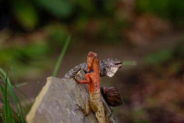 Bir erkek Değişken Kertenkele (Calotes versicolor) üreme mevsiminde canlı turuncu bir kafaya sahiptir ve bir kayanın üzerine tünemiştir. Güneydoğu Asya 'daki sürüngenlerin vahşi yaşam fotoğrafları.