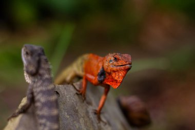 Canlı turuncu bir kafayla doğrudan göz teması kuran bir erkek Değişken Kertenkele 'nin (Calotes versicolor) portresi. Çarpıcı vahşi yaşam makro fotoğrafçılığı