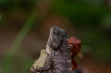 Değişken Kertenkele 'nin (Calotes versicolor) detaylı deri dokusuyla yakın plan görüntüsü, başka bir turuncu kertenkele ise canlı bir bokeh arkaplan şeklinde bulanıklaştırılmış