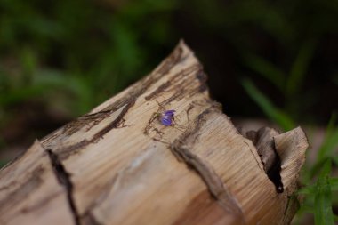 Çürüyen bir ahşap üzerinde büyüyen garip beyaz mantar ya da mantarın makro yakın plan çekimi karanlıkta spot ışığı etkisiyle aydınlanıyor. Gizemli, büyülü doğa fotoğrafçılığı..