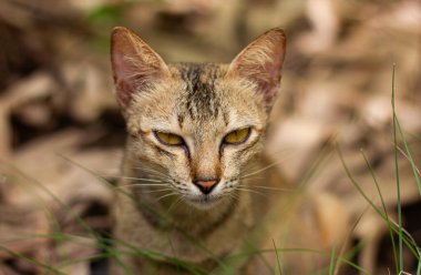 Şiddetli sarı gözlü, doğrudan kameraya bakan tekir bir kedinin çarpıcı yakın plan portresi. Güçlü ve kendinden emin bir vahşi hayvan portresi.