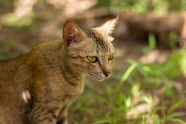 Uyanık tekir kedinin portresi çimlerin üzerinde, benekli güneş ışığının altında oturuyor. Doğal, samimi bir görüntü bir kedinin avlanma içgüdüsünü gözler önüne seriyor.