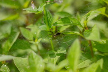 Bahçedeki yoğun yeşil yaprakların arasında ağındaki bir kurt örümceğinin yakın çekimi. Bir eklembacaklının doğal ortamında makro fotoğrafı..