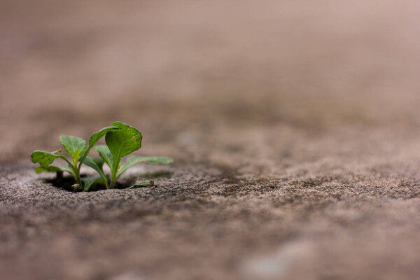 Один зеленый саженец прорастает и растет через трещину в бетонном тротуаре. Сильный символ надежды, стойкости, силы и нового начала