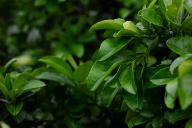 Çalının üzerindeki gür, gür yeşil yaprakların seçici bir odak noktası ve bokeh etkisi var. Taze ve huzurlu bir arka plan görüntüsü.