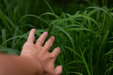 Bir elin uzandığı ve tarladaki uzun yeşil çimenlere dokunduğu birinci şahıs perspektifi. Doğa, özgürlük ve sükunet ile bağlantı kurma kavramı.