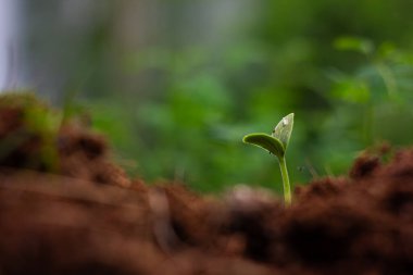 Tek bir yeşil filizlenme zengin kahverengi topraktan filizlenir, yumuşak arka ışıkla aydınlatılır. Yeni hayatın, umudun, büyümenin ve yeni başlangıçların güçlü bir sembolü.