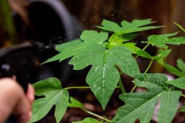 Genç bir papaya bitkisine su püskürten bir el. Bahçe işleri, bitki bakımı ve büyümenin bir görüntüsü