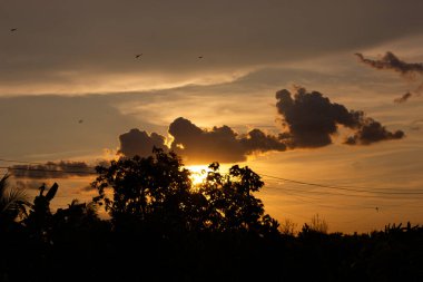 Canlı bir günbatımı, ağaç siluetleri ve bulutlu, altın bir gökyüzünde uçan kuşlarla. Huzurlu, sıcak ve huzurlu doğa manzarası