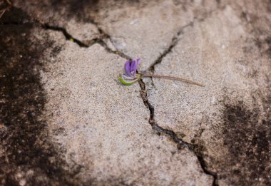 Tek bir küçük mor çiçek, eski bir beton yüzeydeki bir çatlakta yatıyor. Güçlüklerdeki umut, esneklik ve güzelliğin güçlü bir sembolü..
