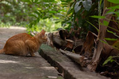 Kırsal bir Vietnam bahçesinde eski bir beton yolda oturan kızıl bir kedi. Günlük hayvan hayatının özgün bir görüntüsü.