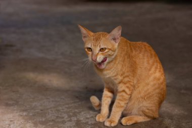 Beton zeminde ağzı açık miyavlayan kızıl bir tekir kedi. Metin için sol kopyalama alanı