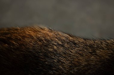 Bir hayvanın kürk dokusunun ışıkla vurgulanmış kahverengi ve siyah tüylü makro yakın çekimi. Soyut bir doğa arka planı