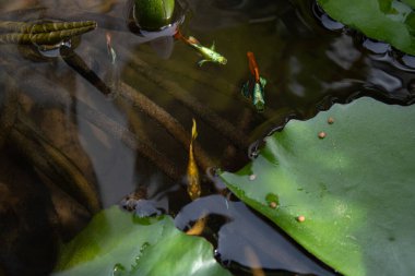 Yeşil nilüfer yapraklarının yanındaki gölde yüzen renkli gupi balığı. Su yaşamının bir görüntüsü.
