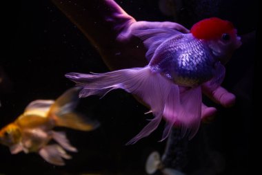 Mor ışıklı bir akvaryumda kırmızı başlıklı bir Oranda balığını nazikçe okşayan bir el.