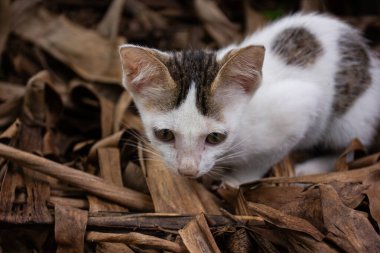 Bahçedeki kuru yapraklardan oluşan bir yatakta siyah benekli şirin beyaz bir kedi yavrusu oturuyor. Sevimli bir hayvan fotoğrafı.